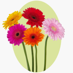 Gerberas