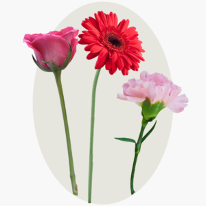 Flores