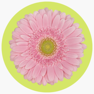 BELLA ROSA