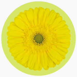 LIMONCELLO