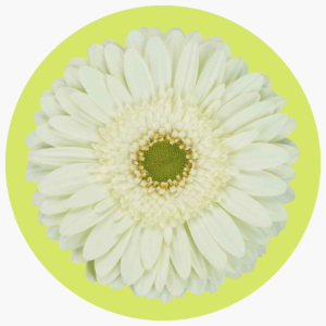 MENTA