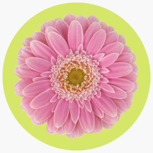 ROSA MUNDO