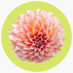 DALIA