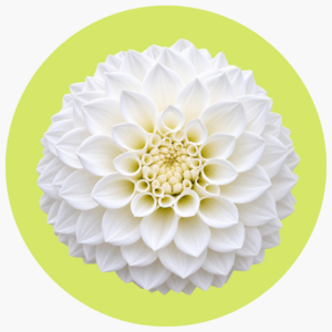 DALIA BLANCA