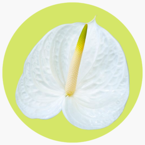 ANTHURIUM BLANCO