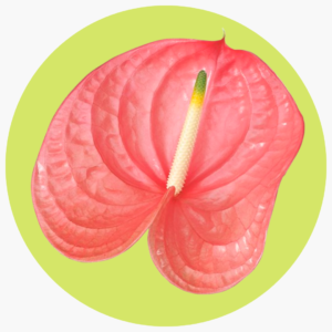 ANTHURIUM ROSA