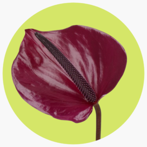 ANTHURIUM MORADO OSCURO