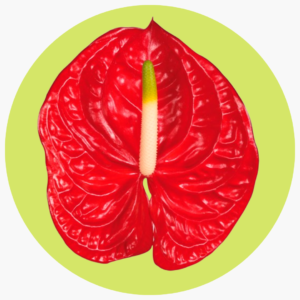 ANTHURIUM ROJO