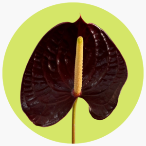 ANTHURIUM GUINDA