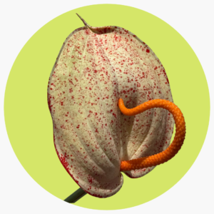 ANTHURIUM SCHERZERIANUM