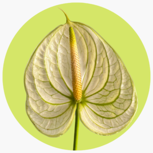 ANTHURIUM VERDE BICOLOR