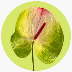 ANTHURIUM  BICOLOR