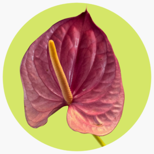 ANTHURIUM MORADO