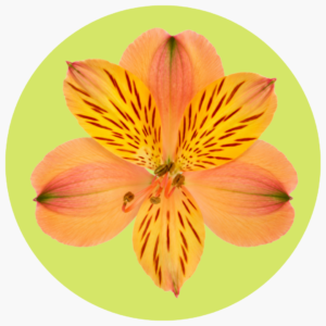 ASTROMELIA NARANJA