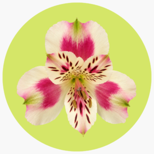 ASTROMELIA BICOLOR