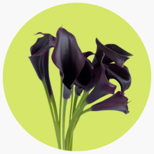 CALLA CANTOR