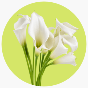 CALLA CRISTAL WHITE