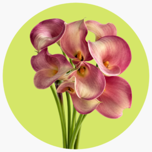 CALLA BLUSHING LADY