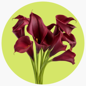 CALLA CAPTAIN ROMANCE