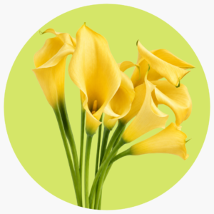 CALLA SUNNY ART