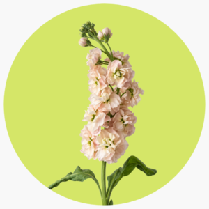 ALHELI BEIGE