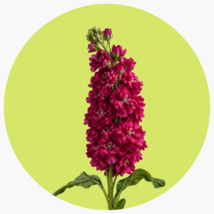 ALHELI FUCSIA