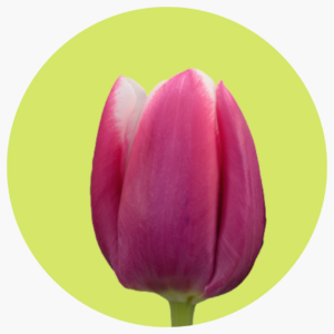 TULIPÁN  ANGEL SHARE