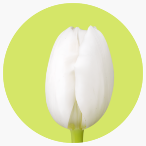 TULIPÁN ARTINKA