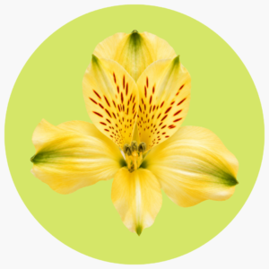 ASTROMELIA AMARILLA