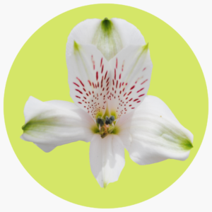 ASTROMELIA BLANCA