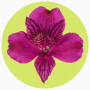 ASTROMELIA FUCSIA