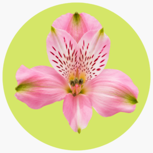 ASTROMELIA ROSA