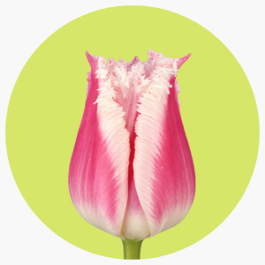TULIPÁN FRILL BELL SONG