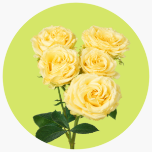 YELLOW BOMBASTIC