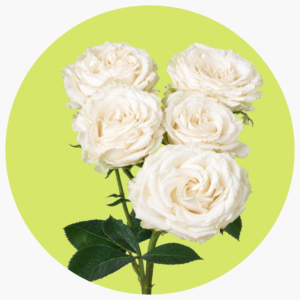 WHITE BOMBASTIC