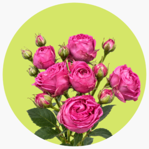 BOMBASTIC FUCSIA