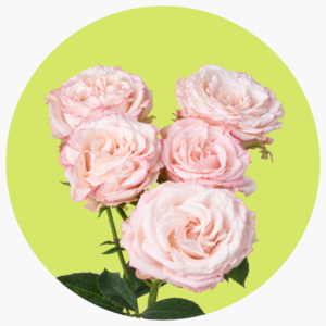 ROSA SPRAY GRANDILOCUENTE