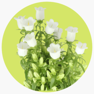 CAMPANULA BLANCA