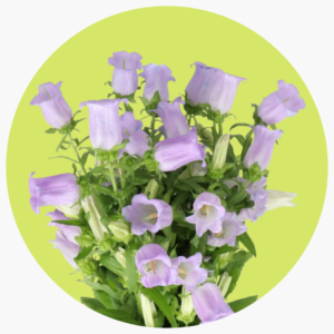 CAMPANULA MORADA