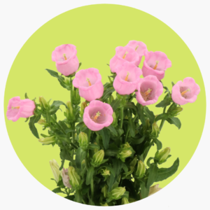 CAMPANULA ROSA