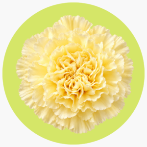 CLAVEL AMARILLO