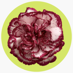 CLAVEL BICOLOR
