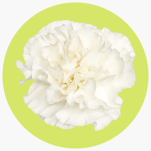 CLAVEL BLANCO