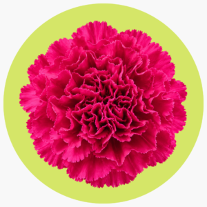 CLAVEL FUCSIA