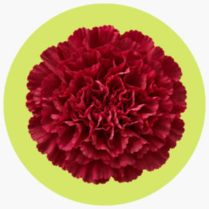 CLAVEL GUINDA