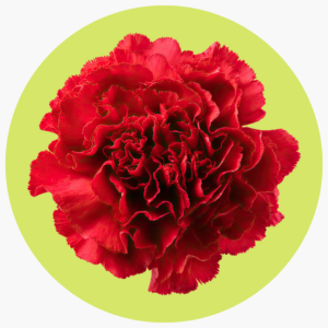 CLAVEL ROJO