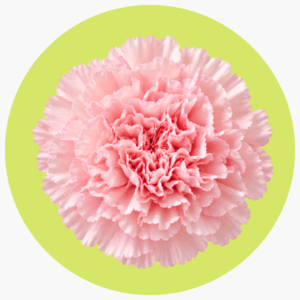 CLAVEL ROSA