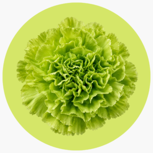 CLAVEL VERDE