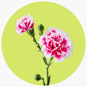 CLAVELLINA BICOLOR ROSA
