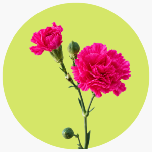 CLAVELLINA FUCSIA